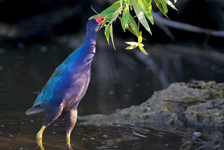 Purpurhuhn Porphyrio porphyrio Purple Swamphen 